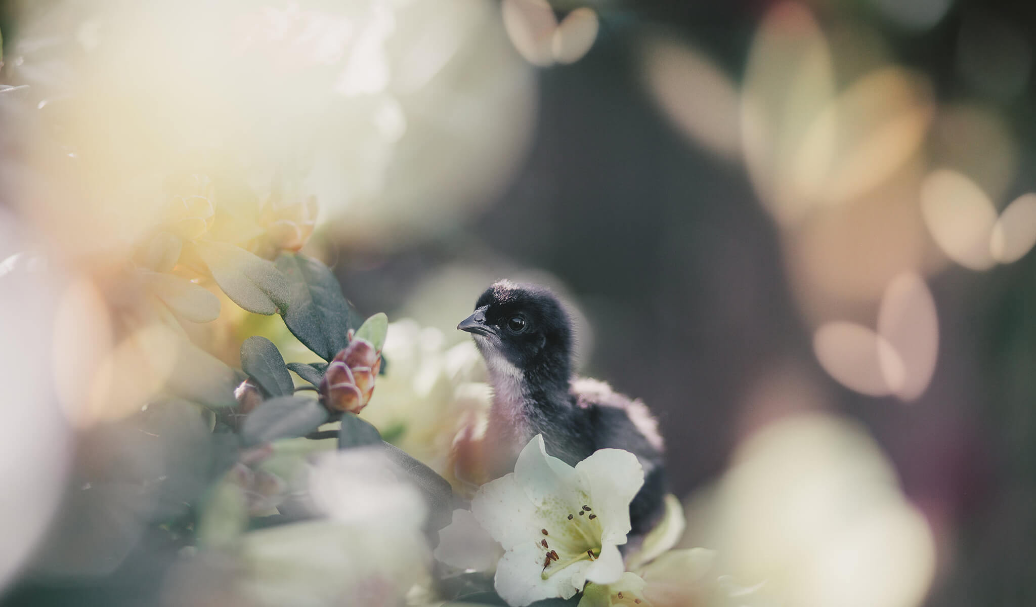 Pretty Bokeh Limited Edition Collection for Lightroom